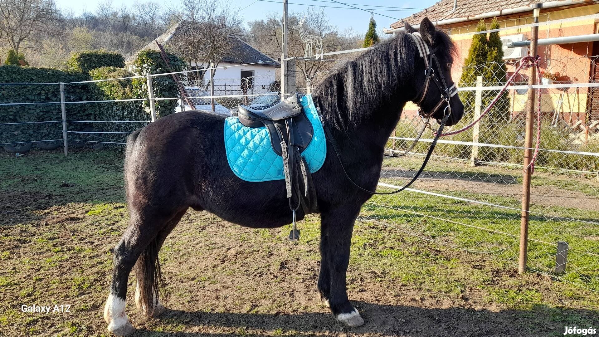 Eladó egy 133.cm,  jó kocsis és jó hátas herélt póni ló. 