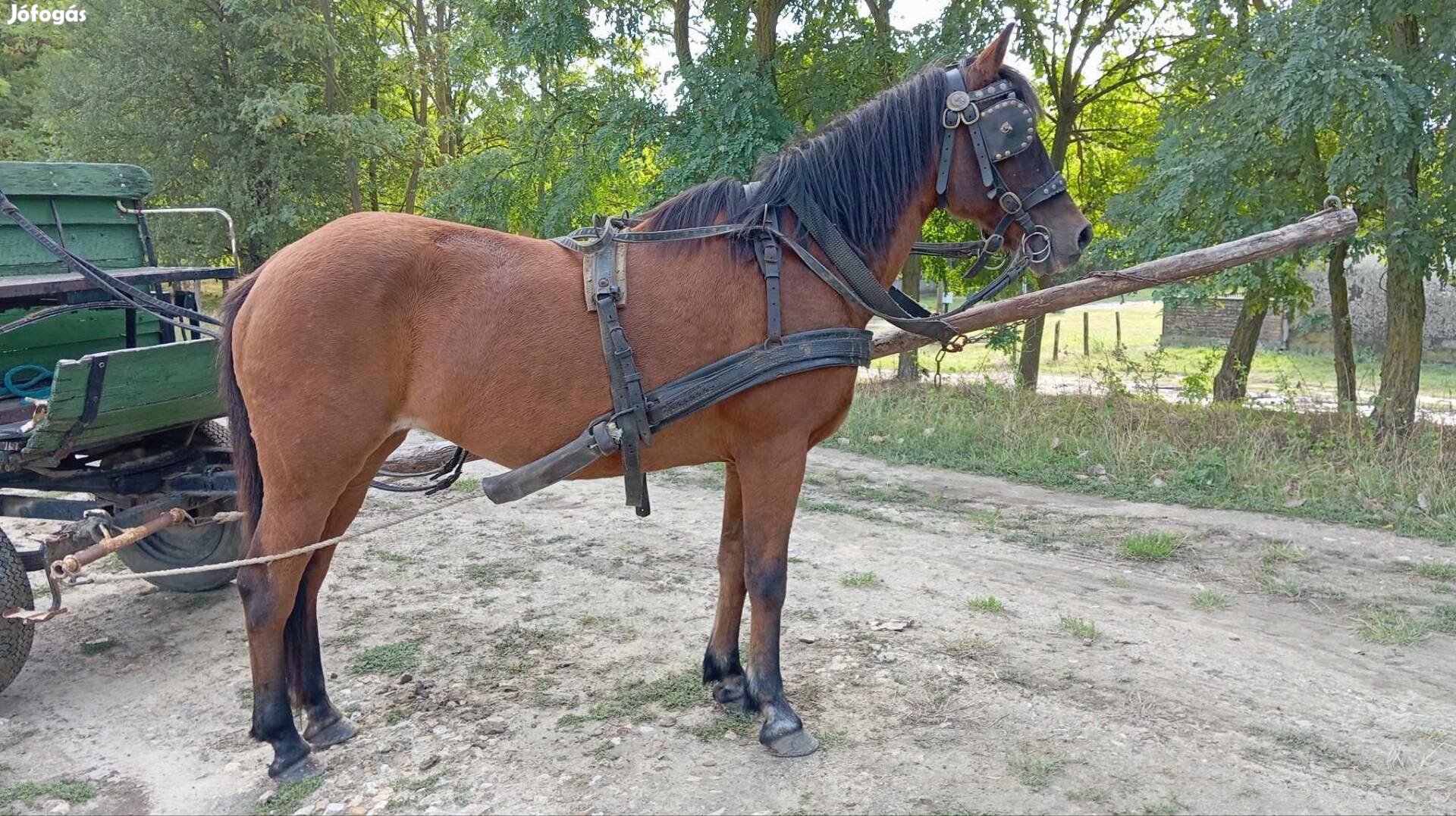 Eladó egy 143.cm, jó kocsis és hatás kanca kis ló. 