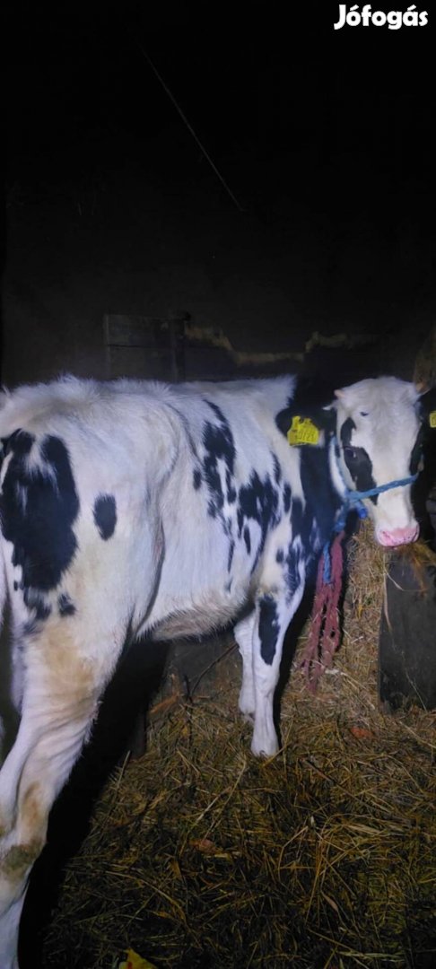 Eladó egy 250 kg os holstein űsző