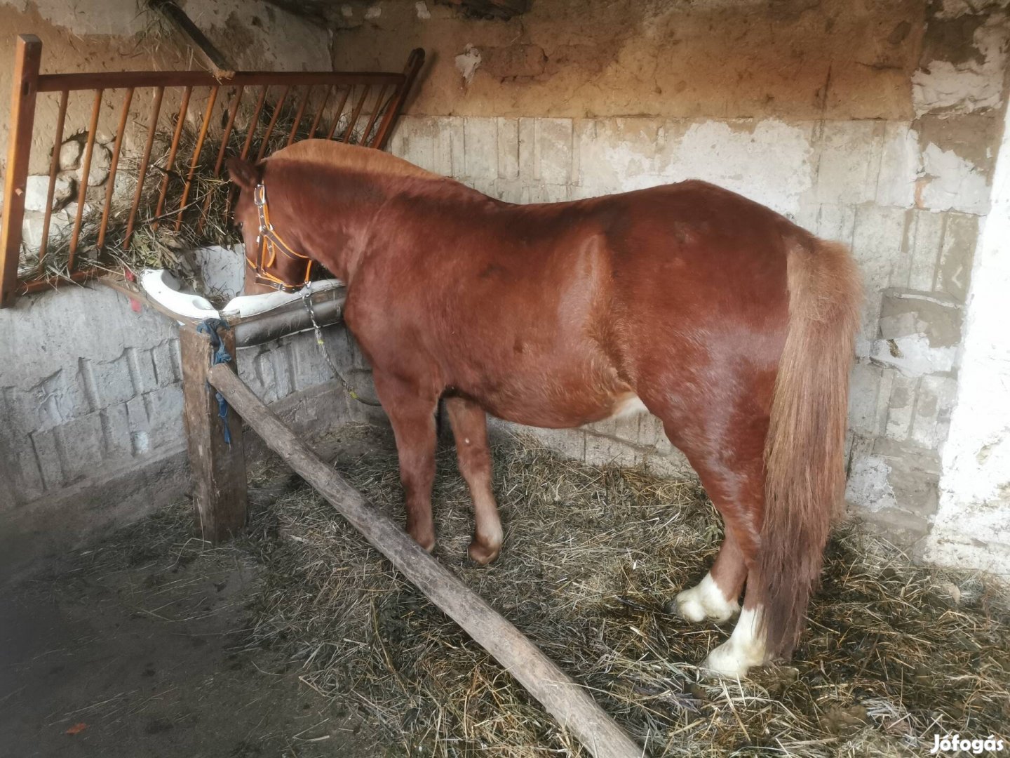 Eladó egy 3éves csődőr poni