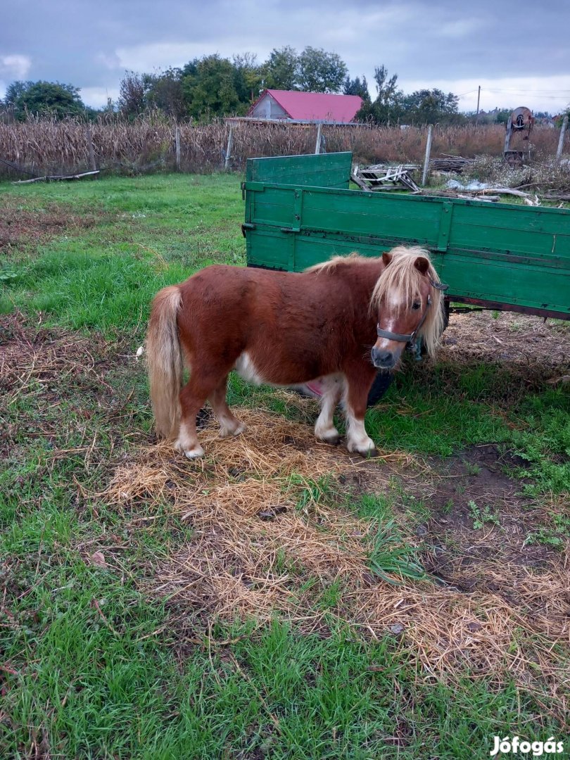 Eladó egy 75cm herélt poni gyerek szerető 