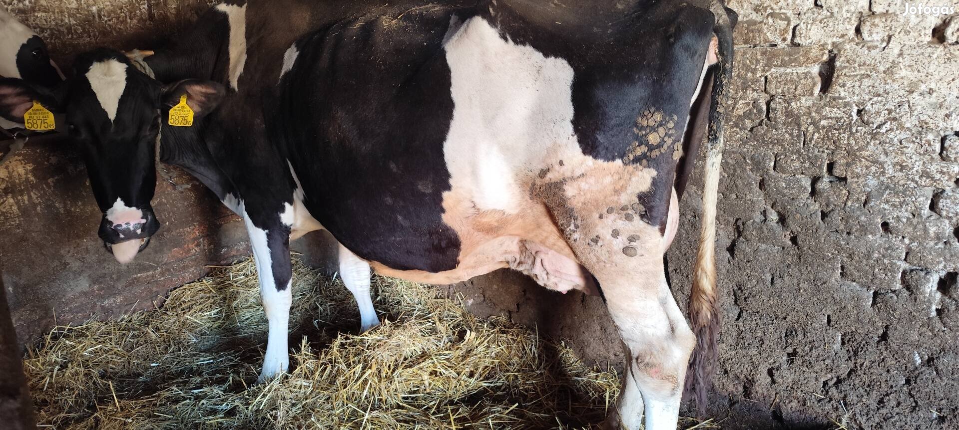 Eladó egy Hf tehén