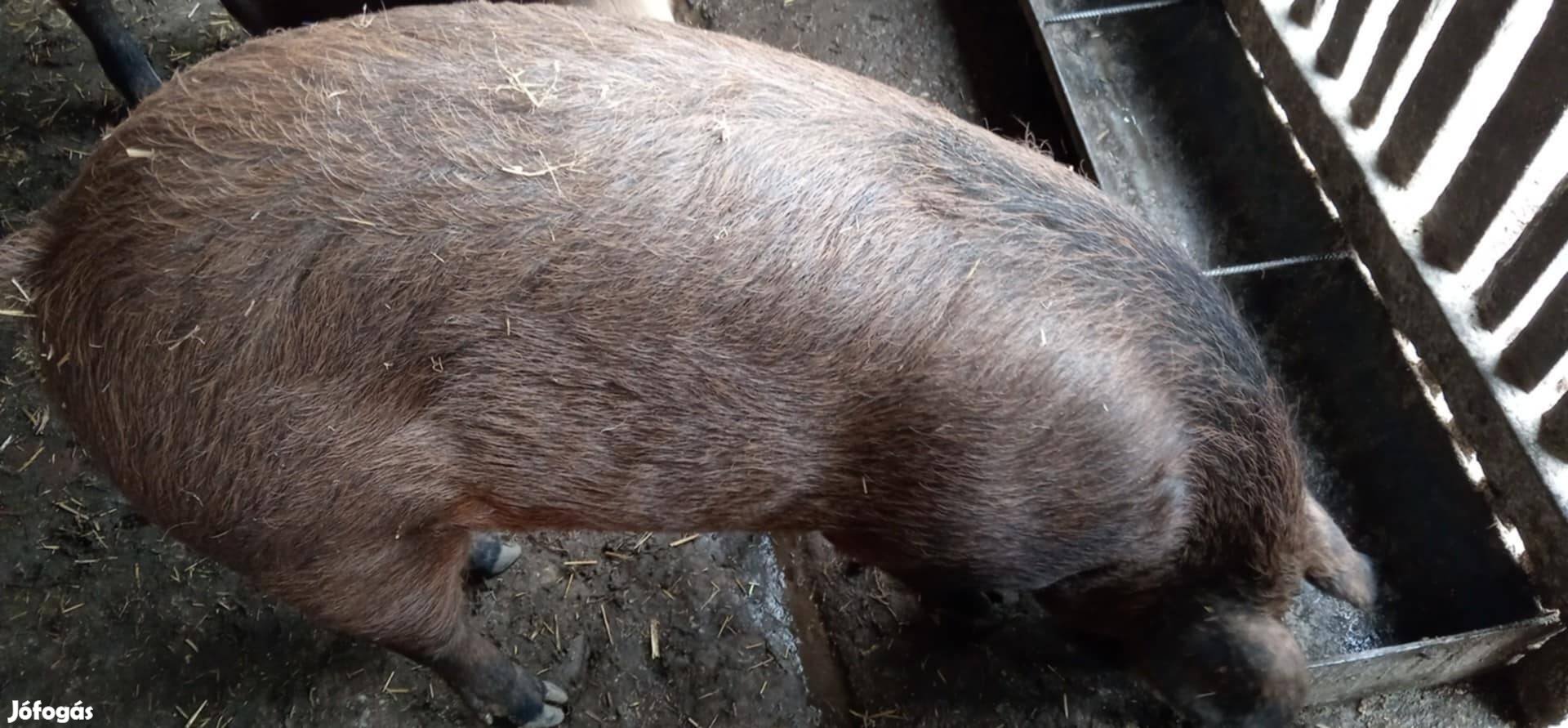 Eladó egy Mangalica -duroc hízó 