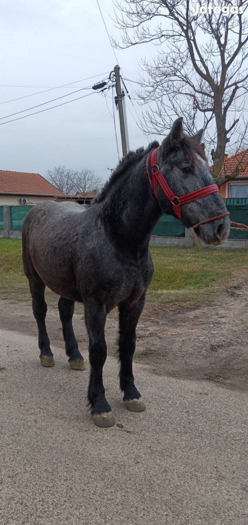 Eladó egy Perselon csikó