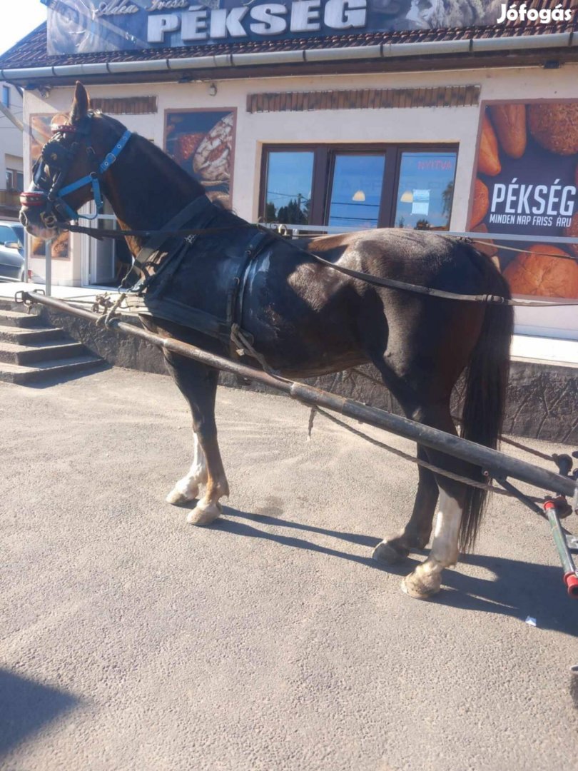 Eladó egy, gerderlandi kanca