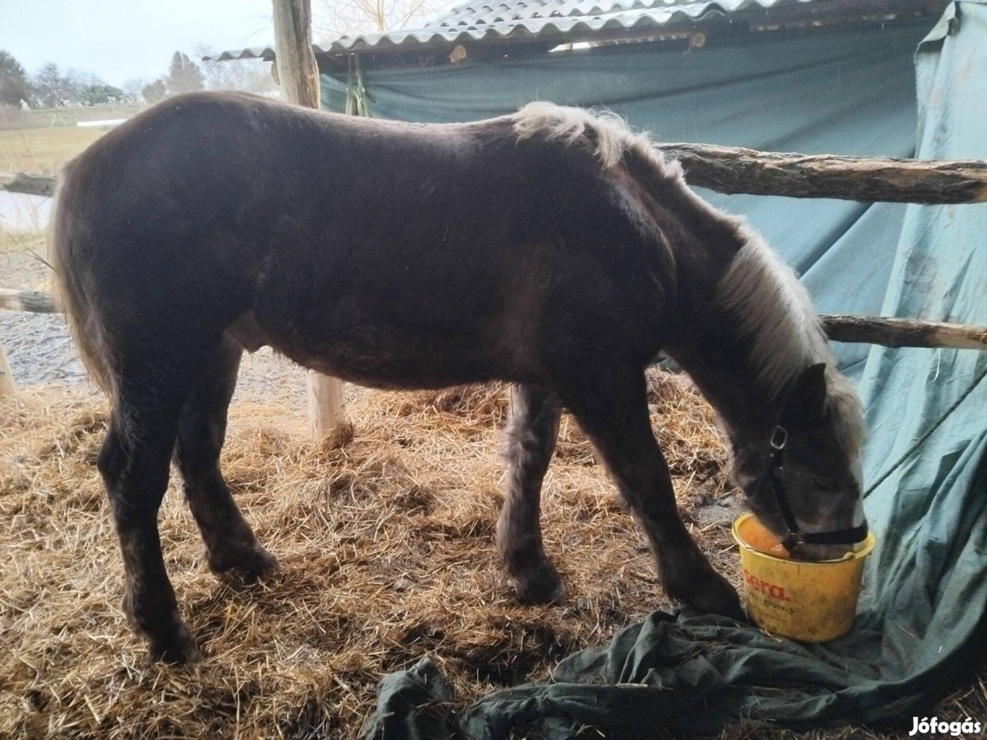 Eladó egy csődör csikó