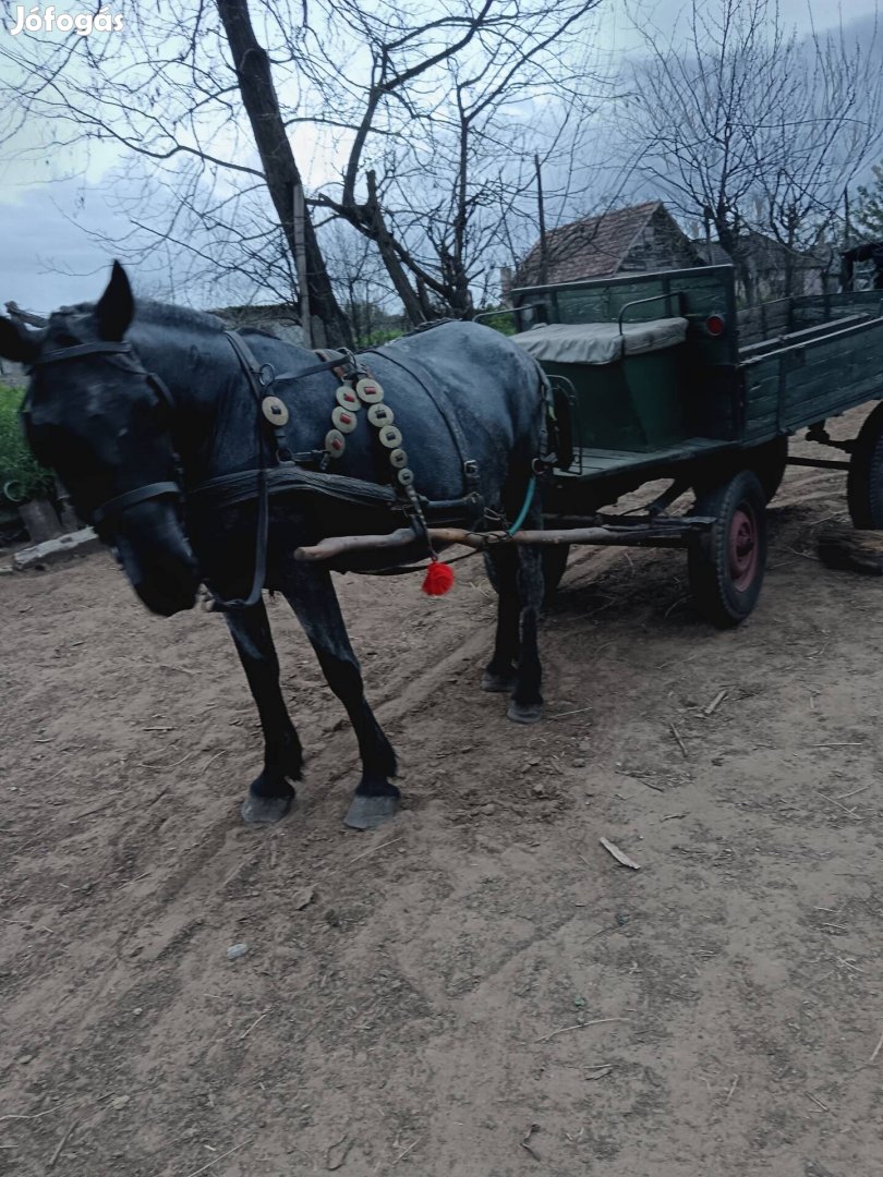 Eladó egy deres kanca ló 