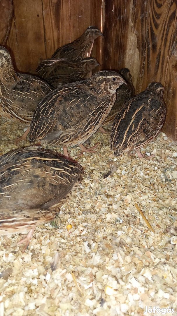 Eladó egy éves fürjek