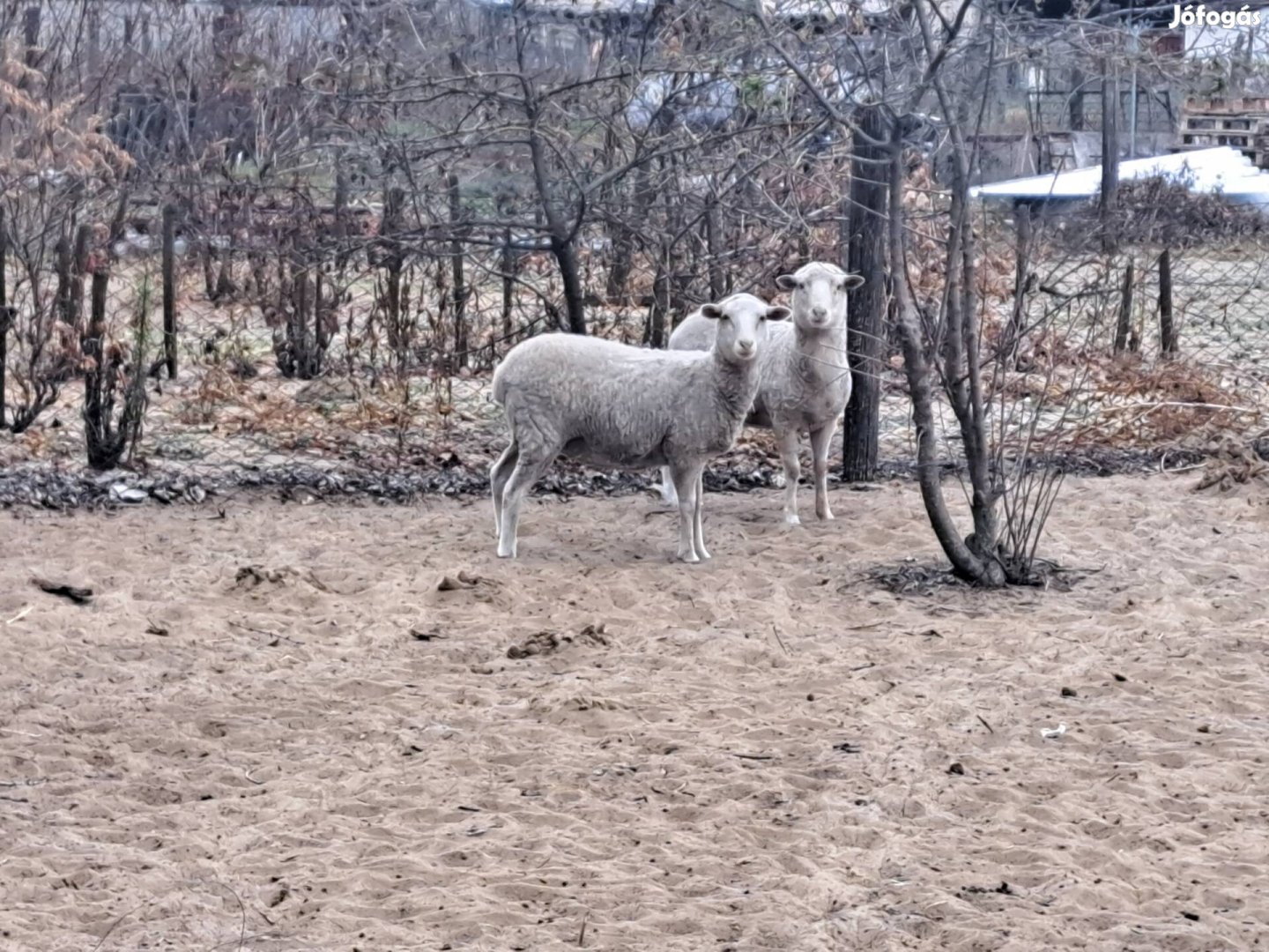 Eladó egy hasa jerke és egy kos birka 