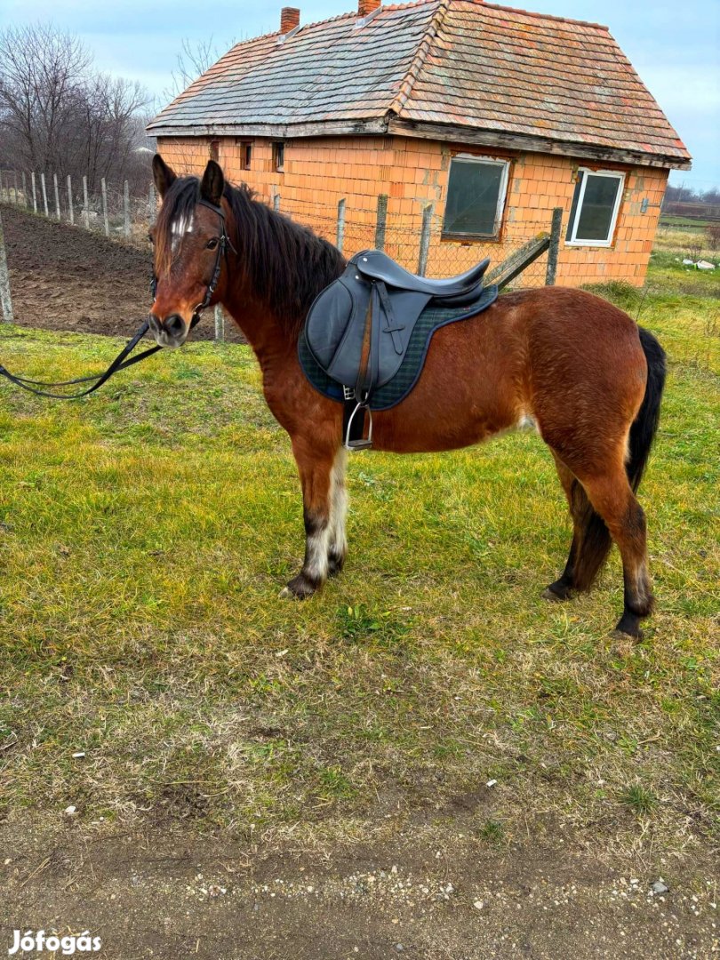 Eladó egy hobbi kanca poni 