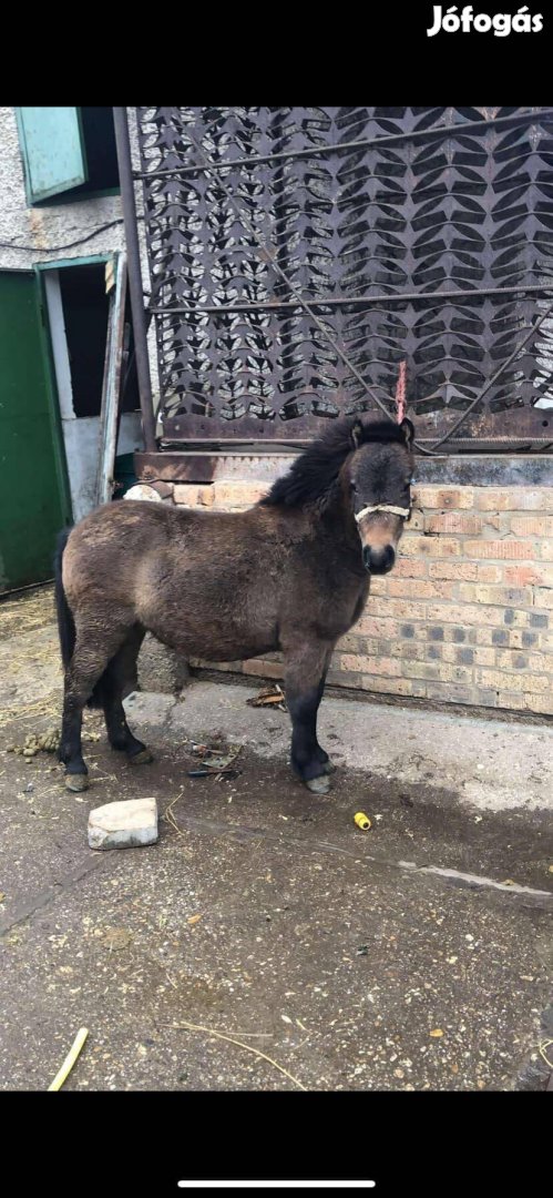 Eladó egy igazi gyerek szerető poni lo 100cm. 