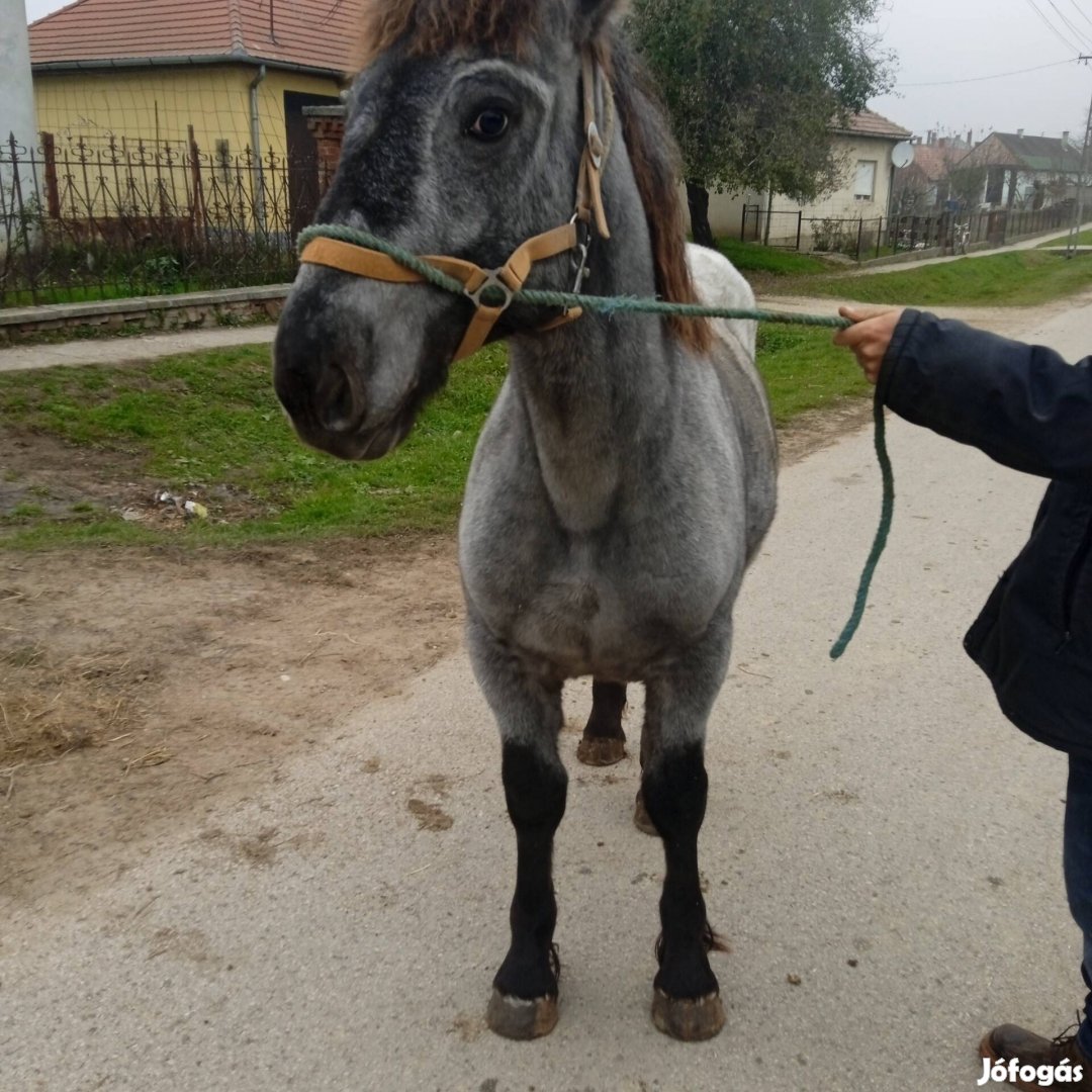 Eladó egy magyar hidegvérű kanca csikó 