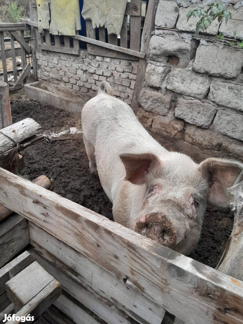 Eladó egy nagyon jó fedezi kan vagy csere