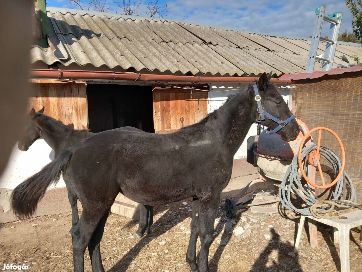 Eladó egy nyereg alatt sütött Nónius kanca csikó 