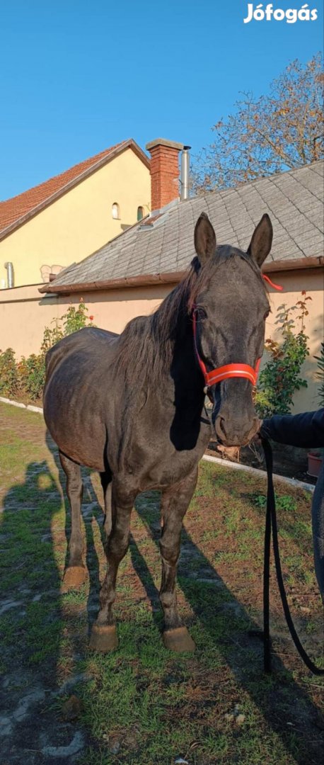 Eladó egy nyereg hejen sütött 4éves Nónius hasas kanca 