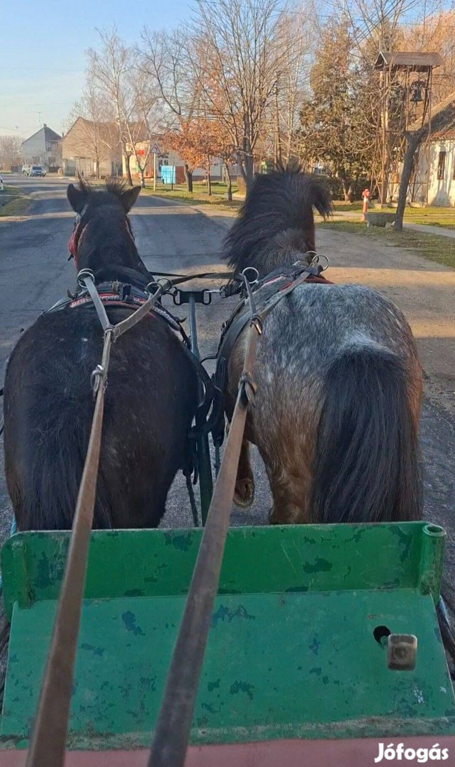 Eladó egy pár shetlandi