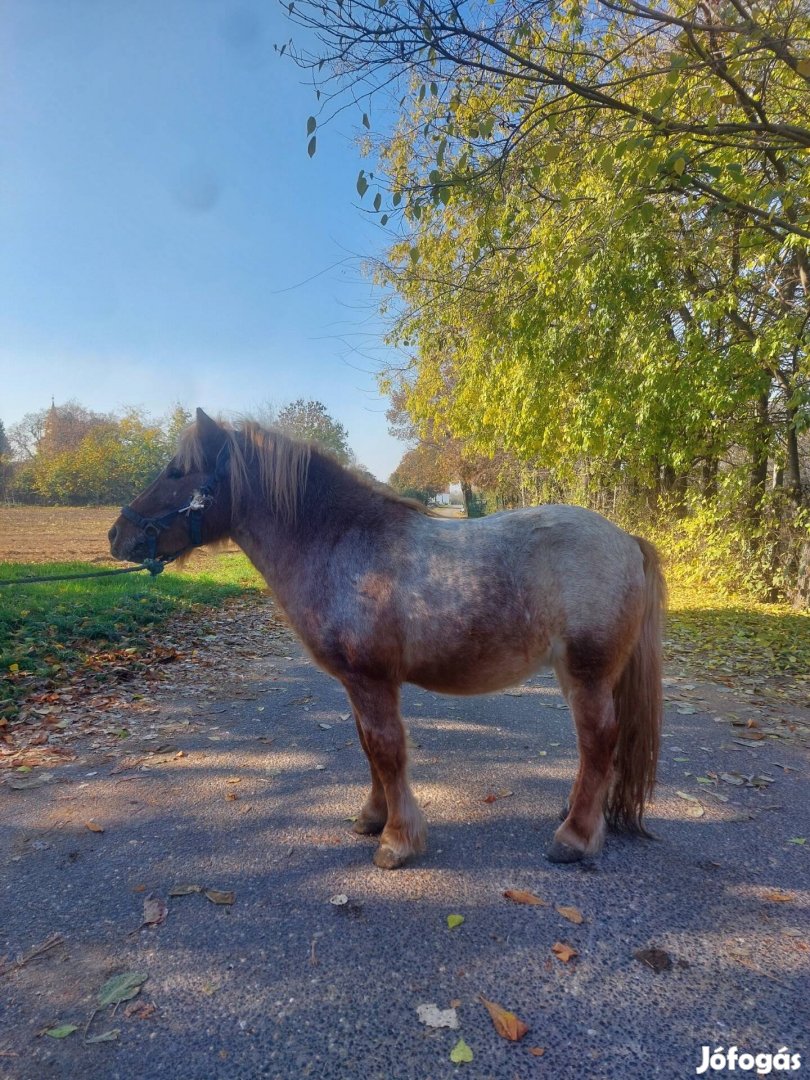 Eladó egy szép shetlandi csődör