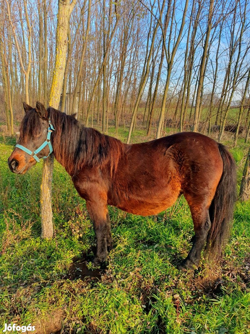 Elado egy vastag  kanca poni 