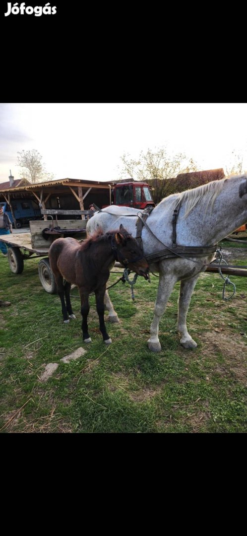 Eladó egy vemhes sodrott kanca csíkojával  