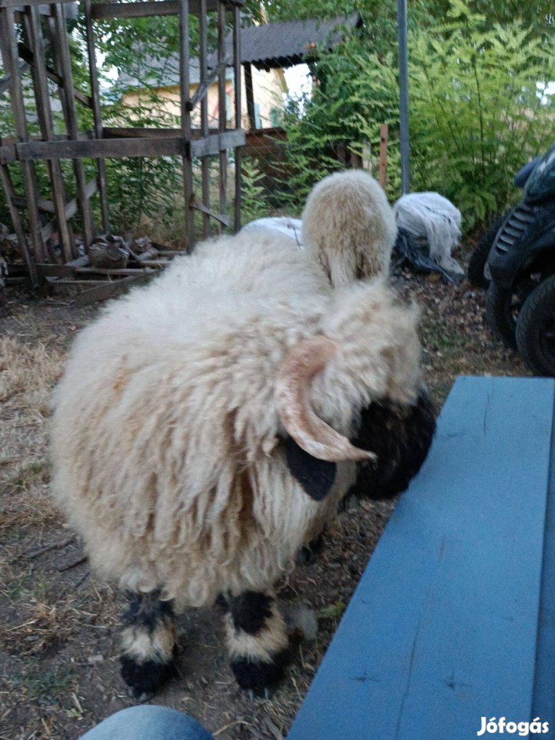 Eladó egy wallisi kos bárány