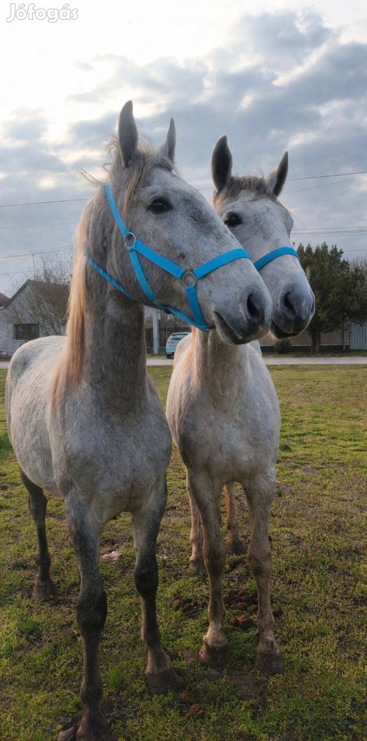 Eladó egypár nyereghelyen sütőt lipicai herélt