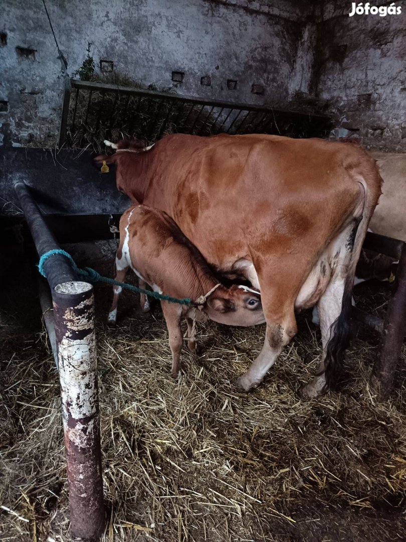 Eladó elsőborjas jersey tehén,üsző borjával