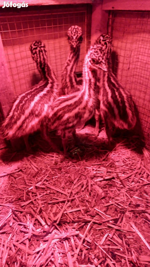 Eladó emu csibe