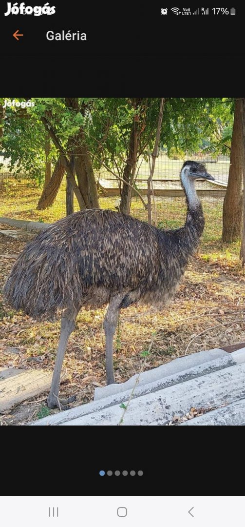 Eladó emu tojó.