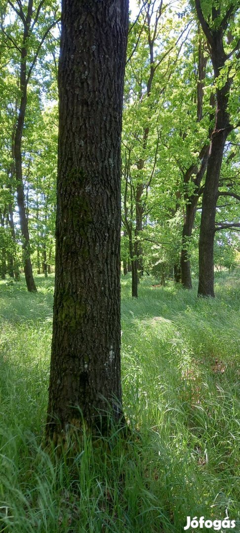 Eladó erdő Szabolcsban