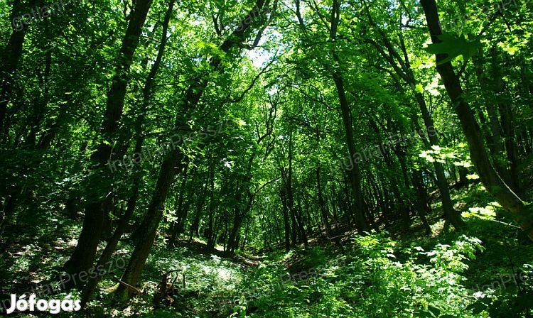 Eladó erdőterületek Balatonrendesen