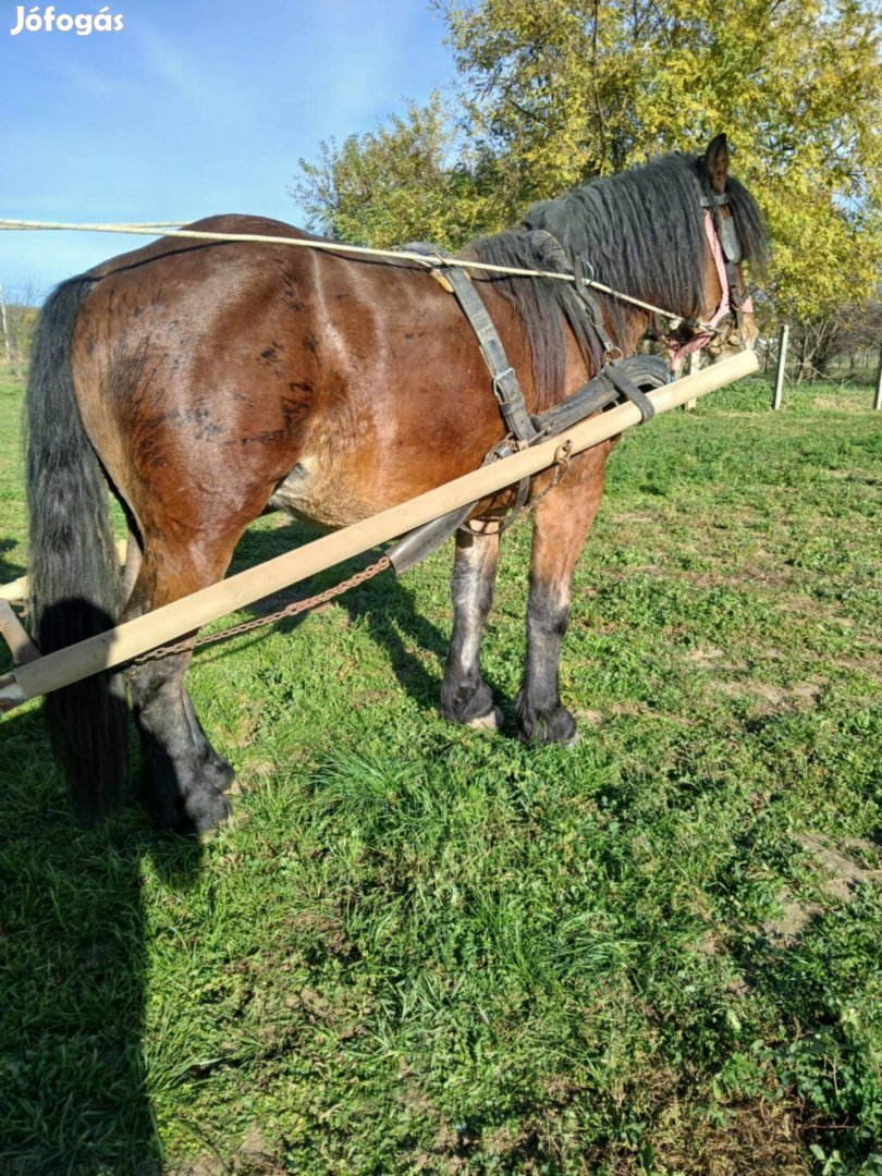 Eladó erös sodrot csikó