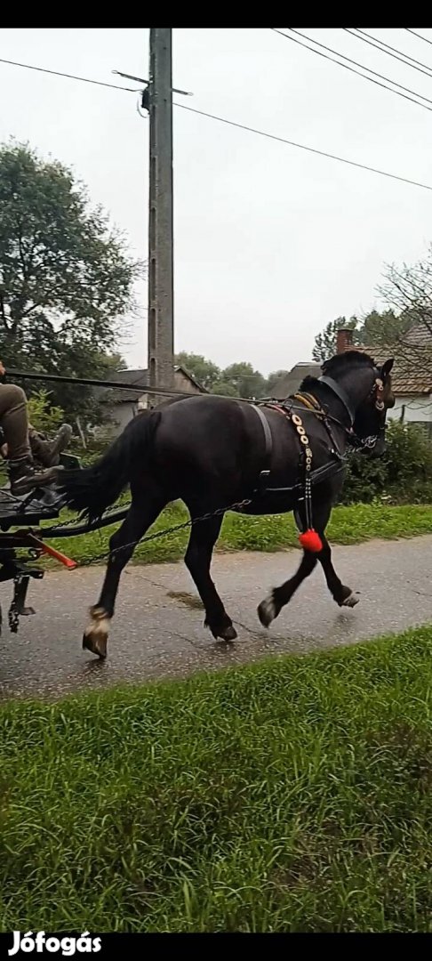 Eladó extra szép csödör csikó