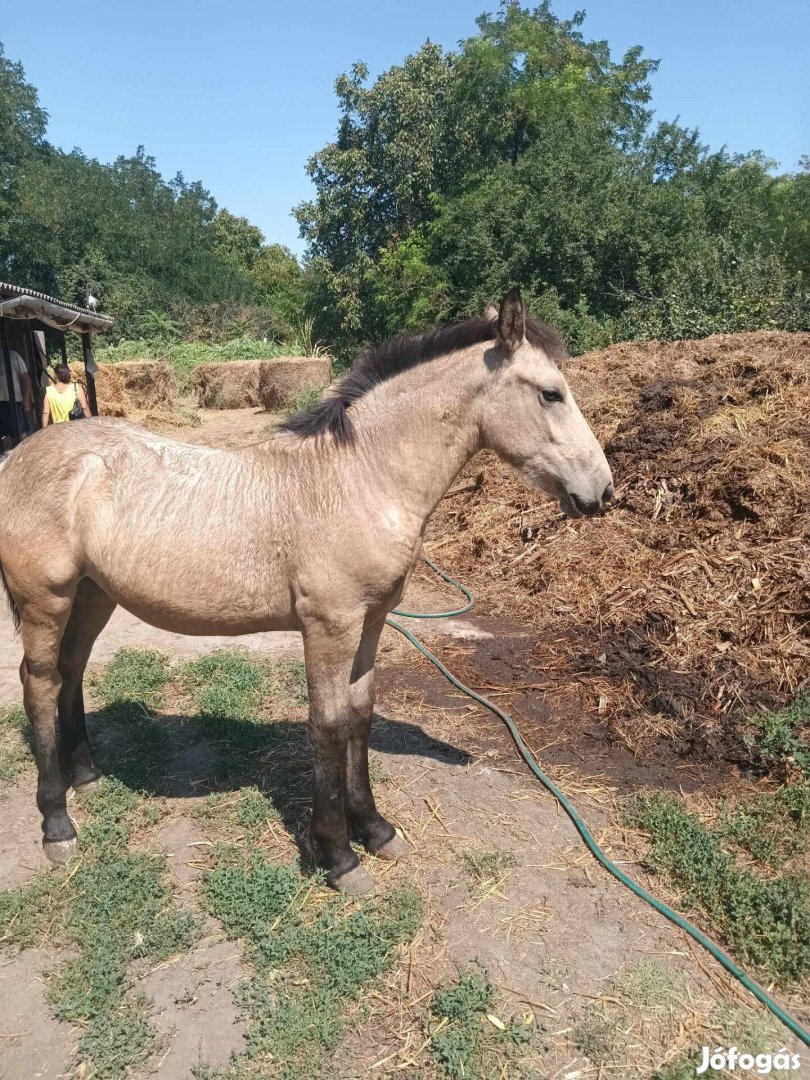 Eladó fakó kanca csikó!