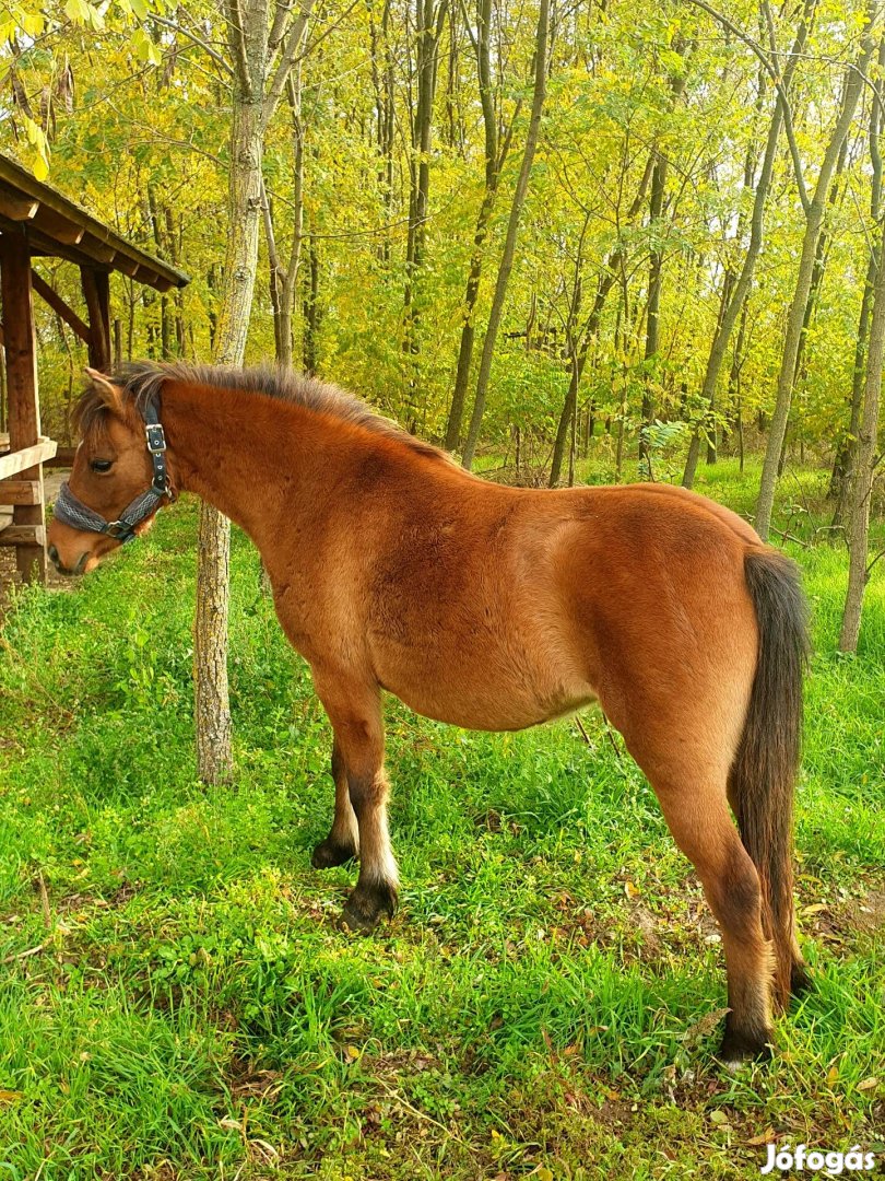 Elado fako kanca poni