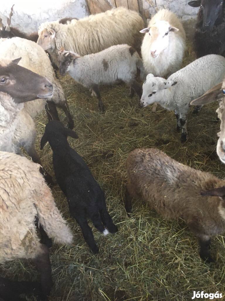 Eladó februári bárányok
