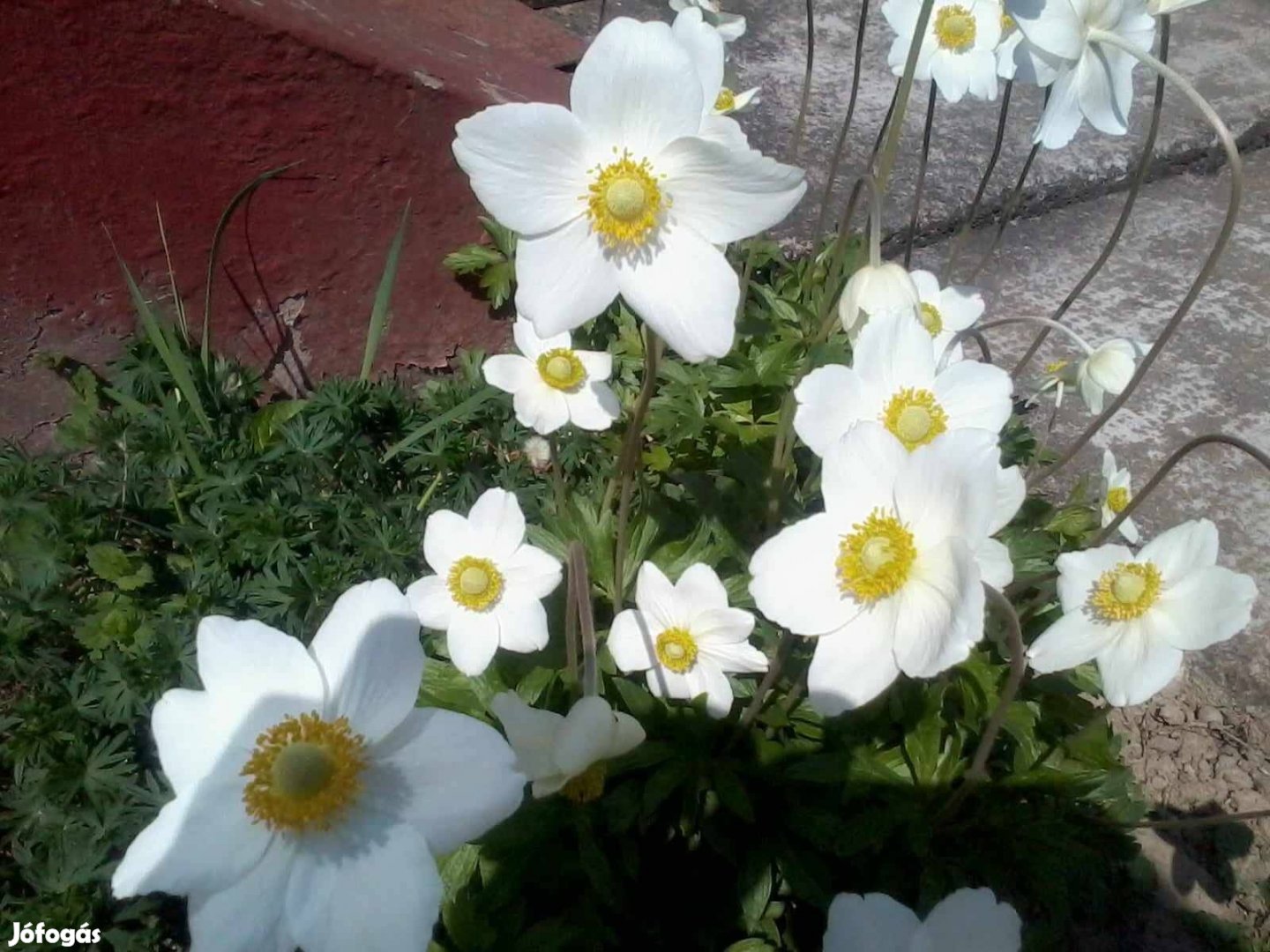 Eladó fehér évelő szellő rózsa bokor Barcson