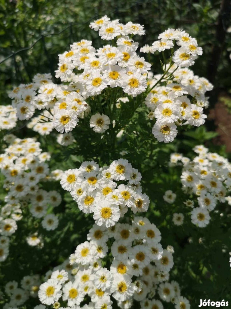 Eladó fehér virágú kerti növény