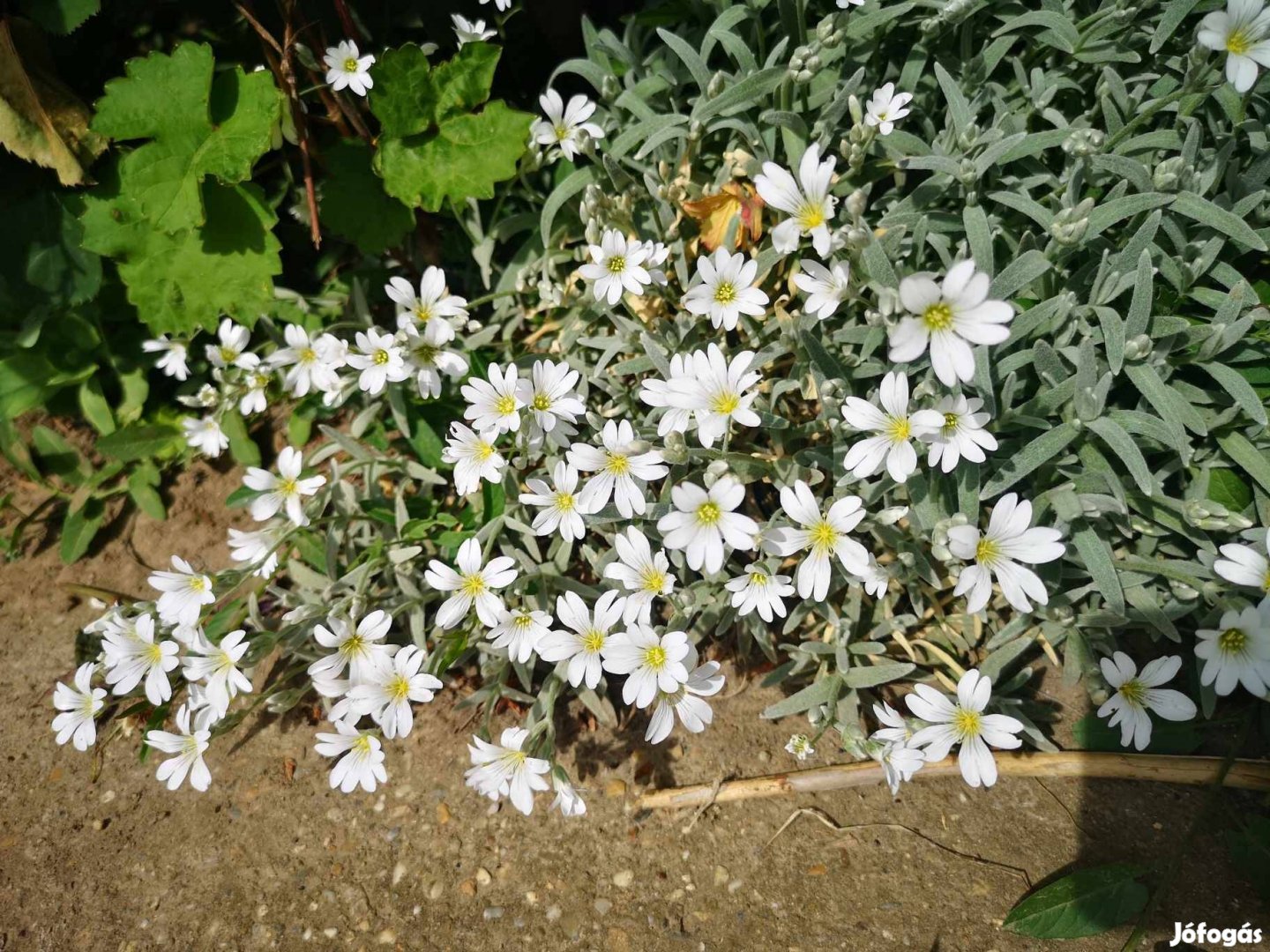 Eladó fehér virágú molyhos madárhúr kerti növény
