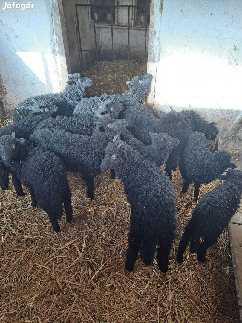 Eladó fekete, valamint néhány darab fehér racka kos bárány.