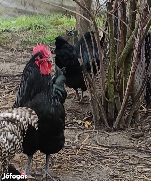 Eladó fekete australorp kakas