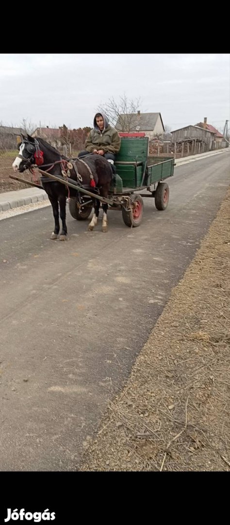 Eladó fekete csődör póni 