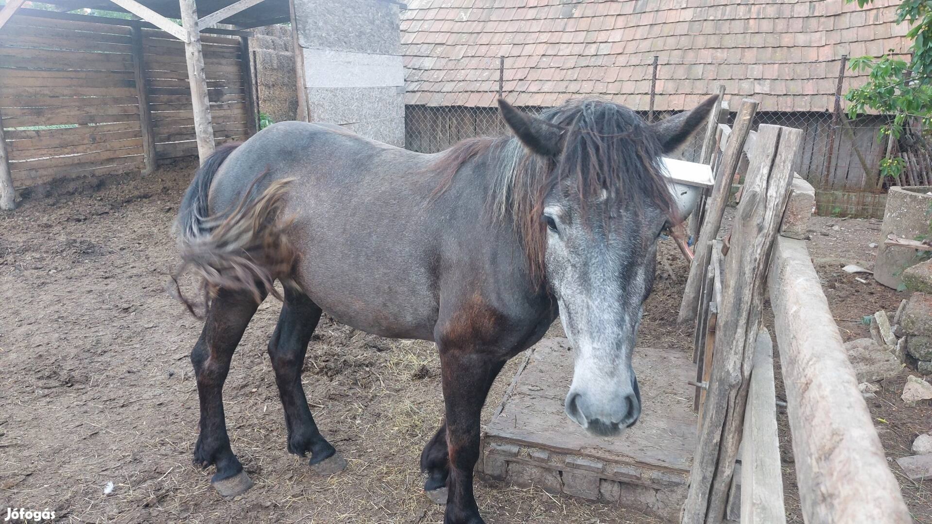 Eladó fekete deres kanca csikó 