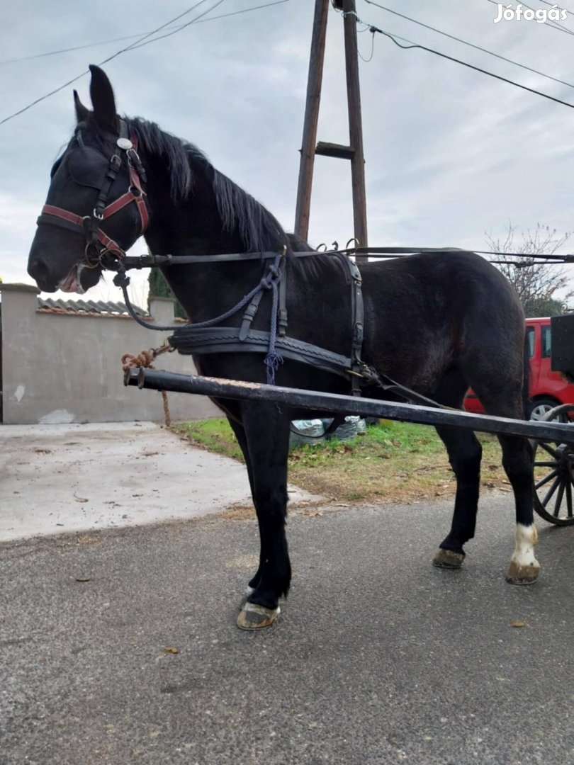 Eladó fekete herélt ló 