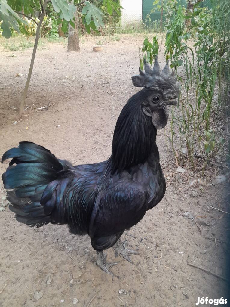 Eladó fekete kakas (ayam cemani)