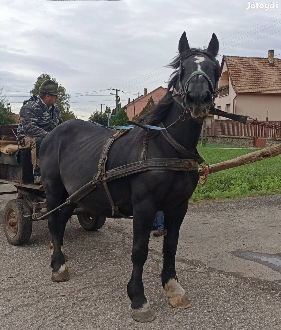 Eladó fekete kanca ló.