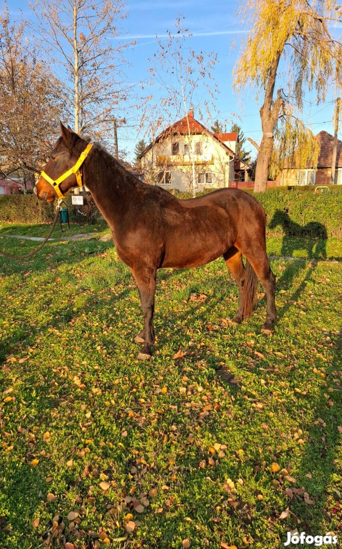 Eladó félvér csikó