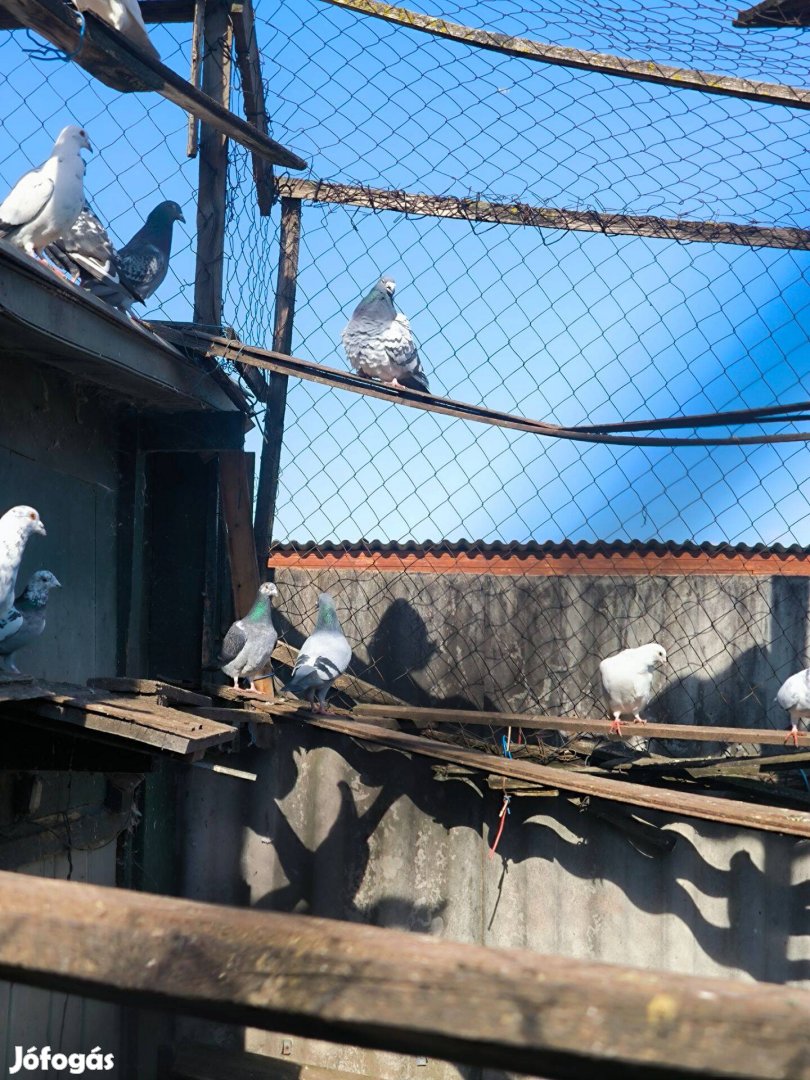 Eladó fia Posta galambok
