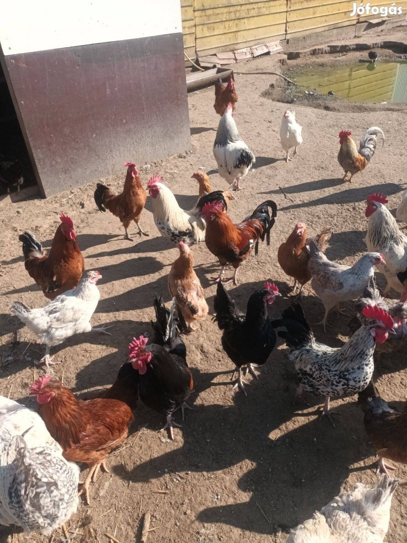Eladó fiatal kakasok!