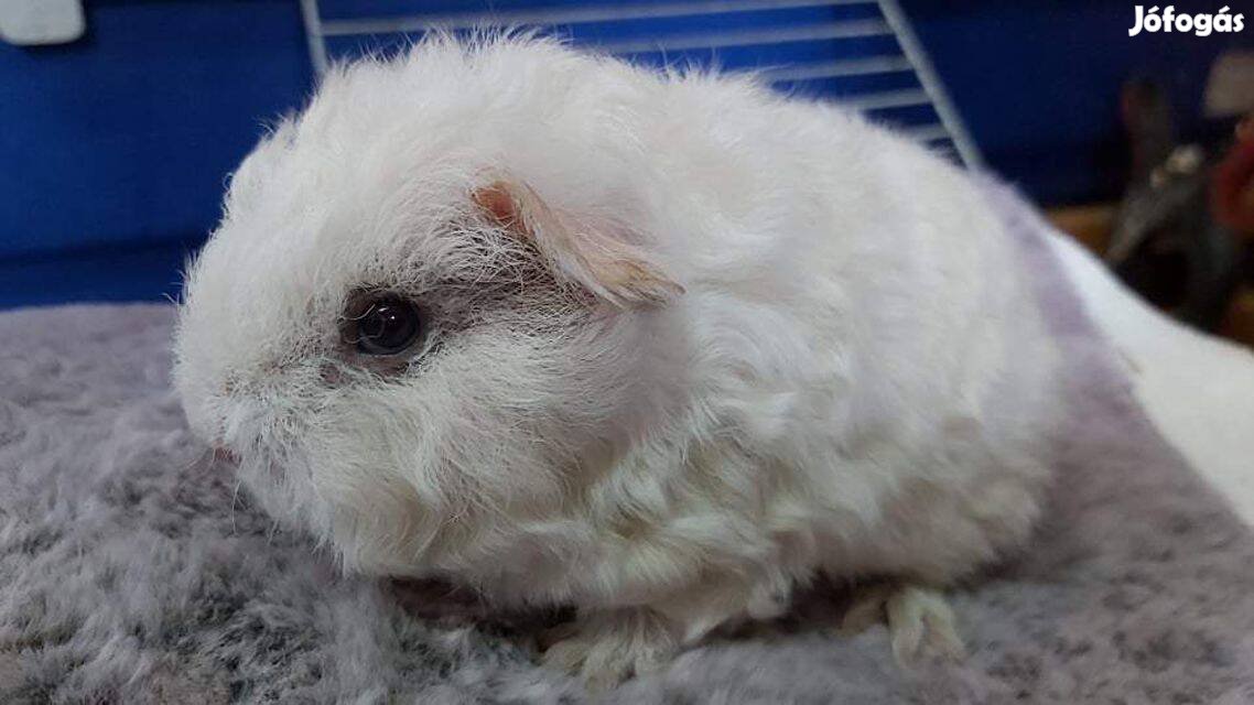 Eladó fiatal kislány tengerimalacok