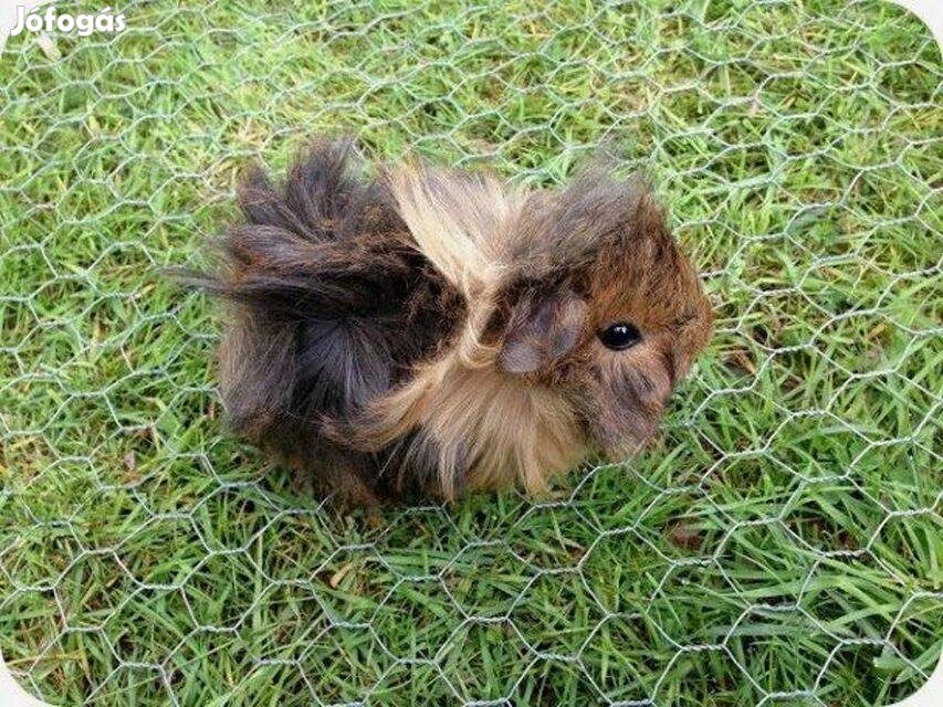 Eladó fiatal kislány tengerimalacok